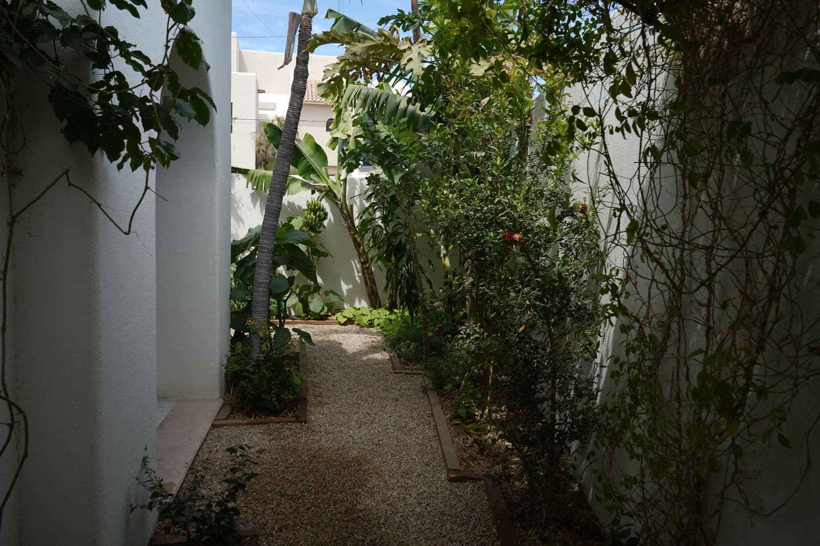 Como elegir la vegetacion correcta para el clima de Los Cabos